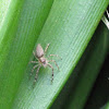 Bronze Aussie (Jumping Spider)