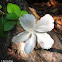 White hibiscus