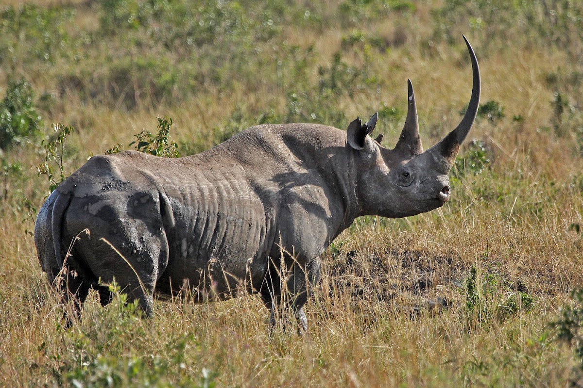 Black Rhinoceros or Hook-lipped Rhinoceros