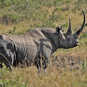 Black Rhinoceros or Hook-lipped Rhinoceros