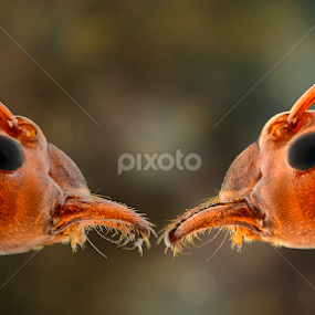 Twin Of Us by Aditya Permana - Animals Insects & Spiders