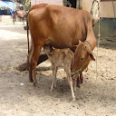 ગાય-ભેંસમાં વેતર mobile app icon
