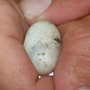 Mud or musk turtle eggs