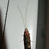 Unknown Insect