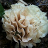 False coral fungi (a type of jelly fungus)