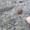 Lindholmiola land snail
