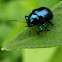 Blue Milkweed Beetle