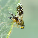 Tephritid Fruit Fly