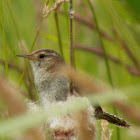 Marsh wren