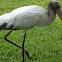 Woostock stork
