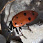 Convergent Ladybug