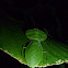 Hooded Mantis