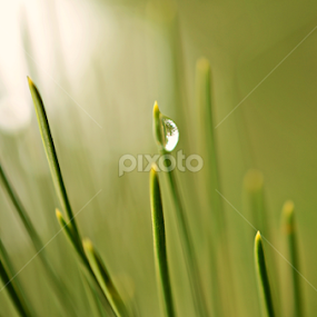 Green by Milica Đorđević - Nature Up Close Leaves & Grasses