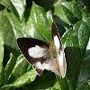 Indian Sunbeam Butterfly (female)