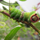 puss moth caterpillar