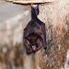 Phyllostomid bat