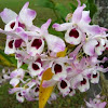 Dendrobium, Orquídea Olho-de-Boneca
