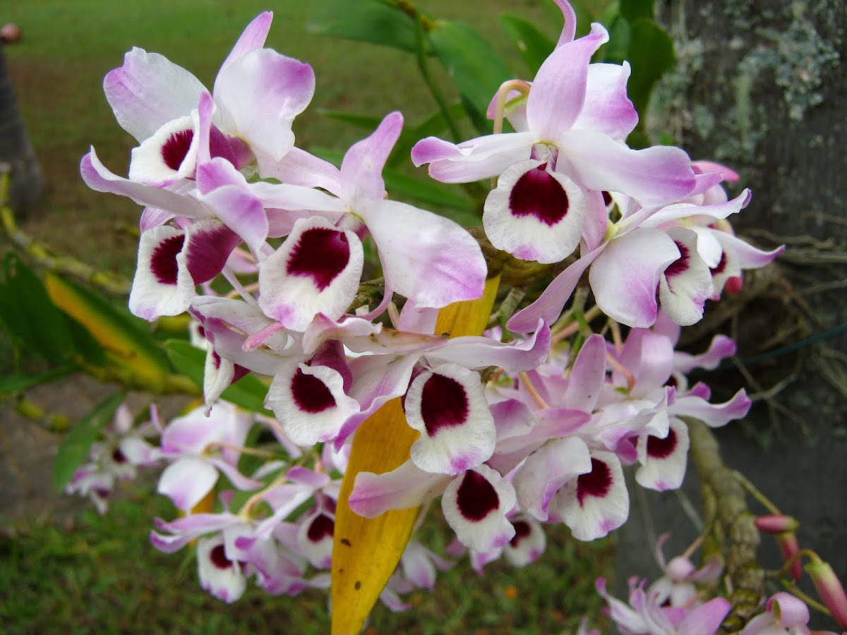 Dendrobium, Orquídea Olho-de-Boneca