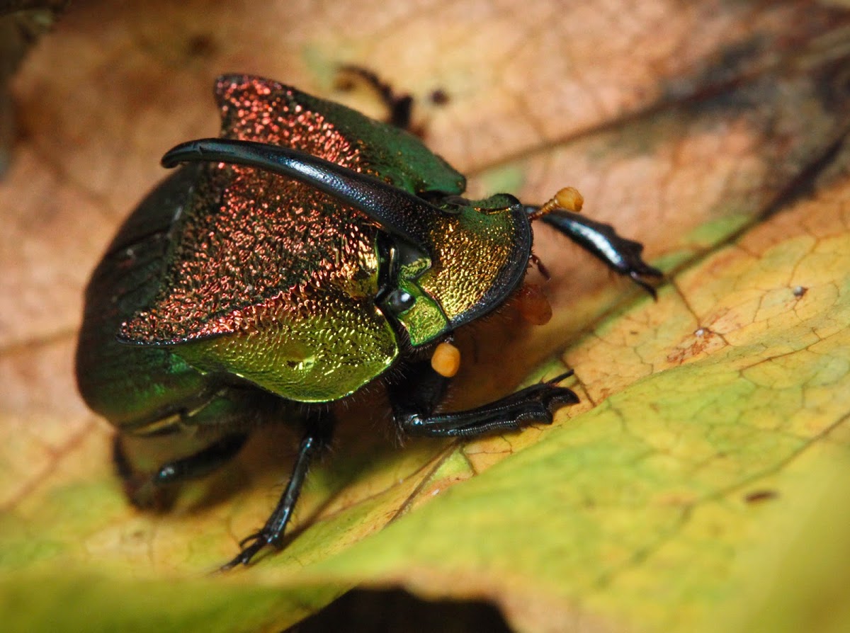 Rainbow Scarab Beetle Project Noah