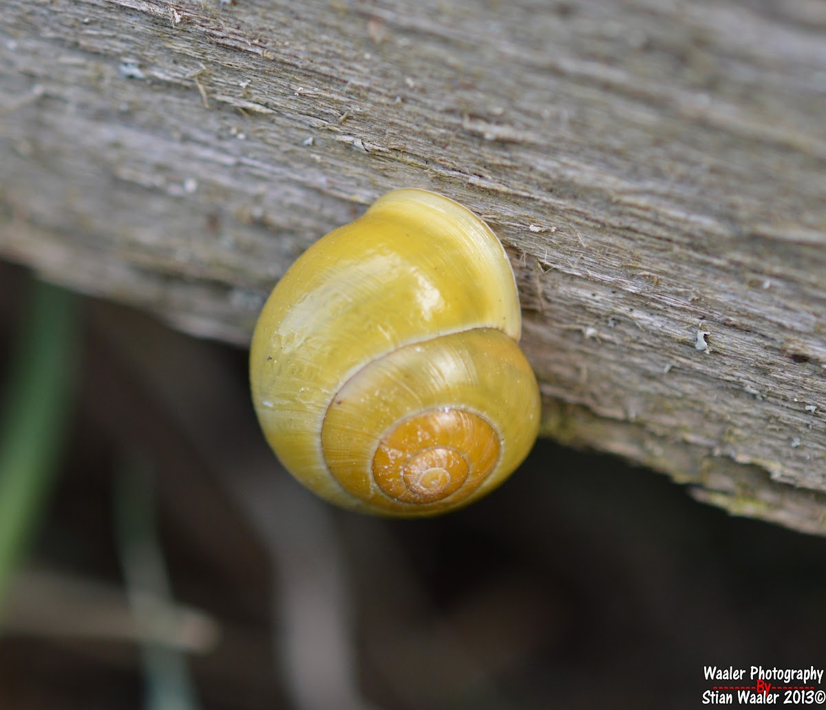 White-lipped snail
