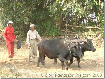 Traditional farming in Nepal