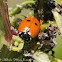 Adonis Ladybird