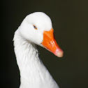 Pato Pekín Blanco / Domestic Duck
