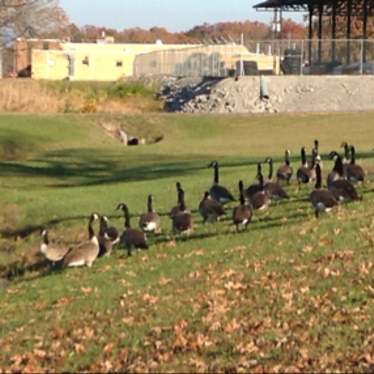 Flock of Canadian Geese