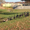 Flock of Canadian Geese