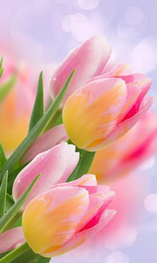 Tulip Live Wallpaper