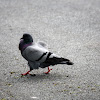 Rock Dove