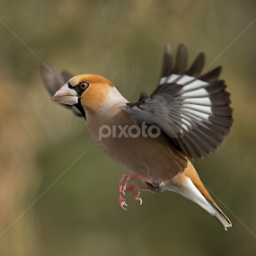Coccothraustes coccothraustes by Dragomir Taborin - Animals Birds
