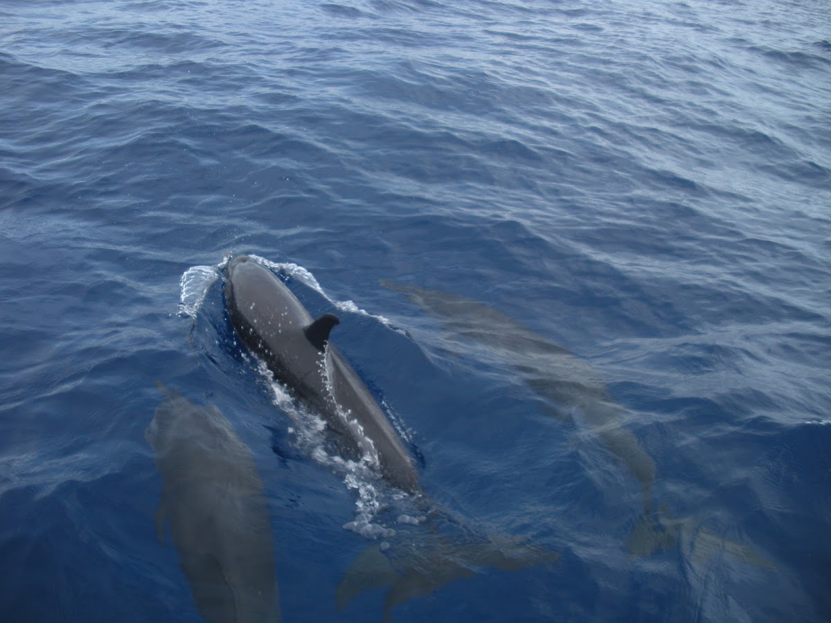 Gray's Spinner Dolphin