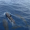 Gray's Spinner Dolphin