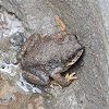 Red-Spotted Toad