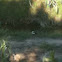 European magpie - garza ladra