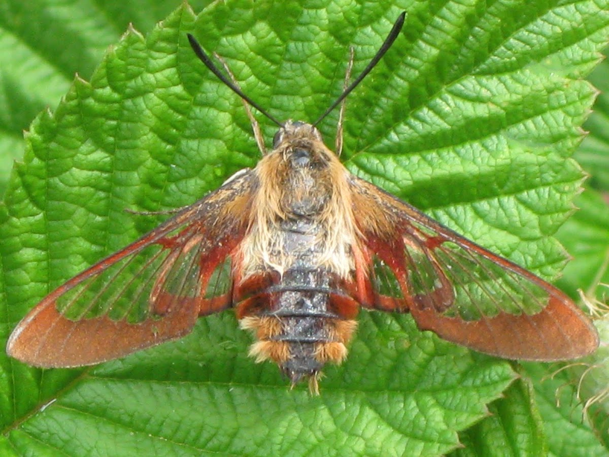 Common clear-wing