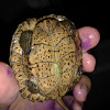 Asian Leaf Turtle Hatchling