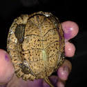 Asian Leaf Turtle Hatchling