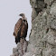 Griffon vulture, buitre leonado