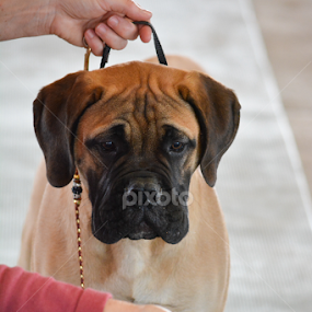 Rocco by Angeline JoVan - Novices Only Pets