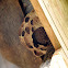 wasp's nest