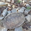 Eastern Box Turtle