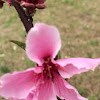 Elberta Peach flower