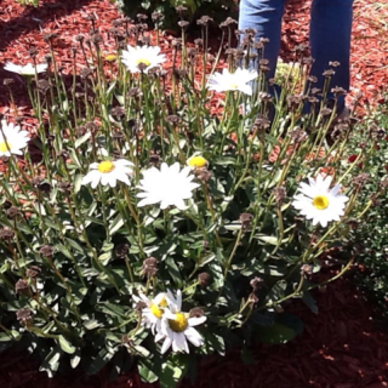 Shasta daisy Project Noah