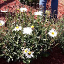 Shasta daisy