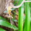  Scorpion-tailed Spider