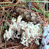 coral mushroom