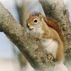 American Red Squirrel  - ecureuil roux