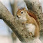 American Red Squirrel  - ecureuil roux
